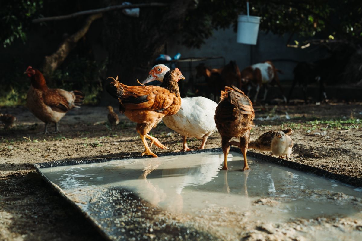 Bunch of chickens and a duck standing near the trough.