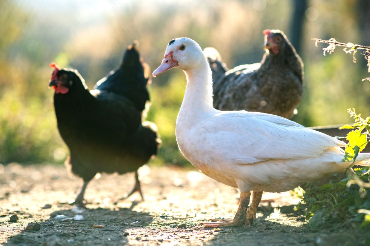 One white duck and two chickens in a backyard.