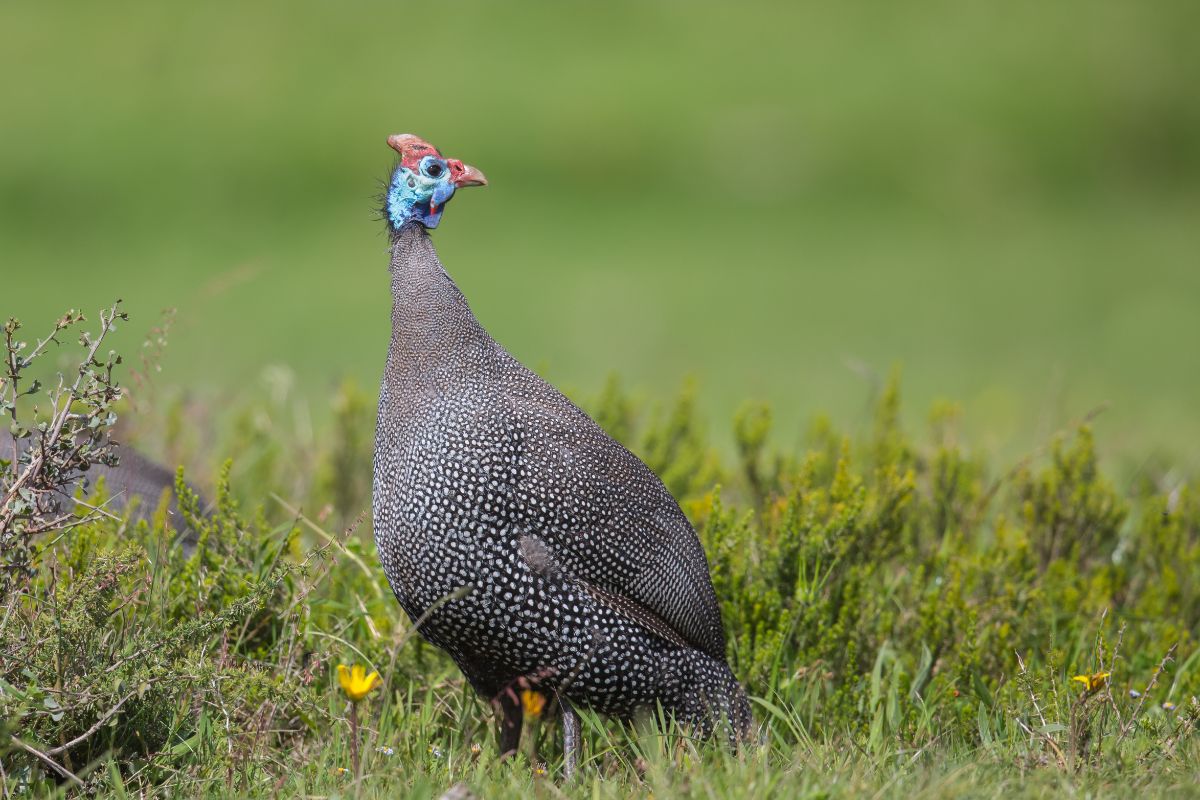 Adult guinea fowl standing on a meadow.