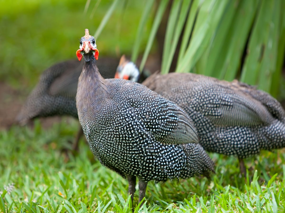 Three guinea fowls feeding on green grass.