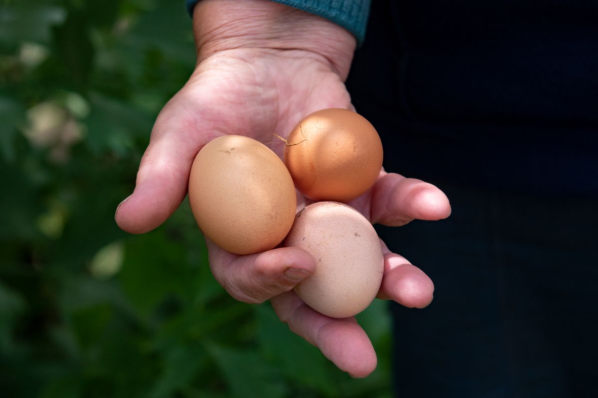 Farmer hand holding three chicken eggs.