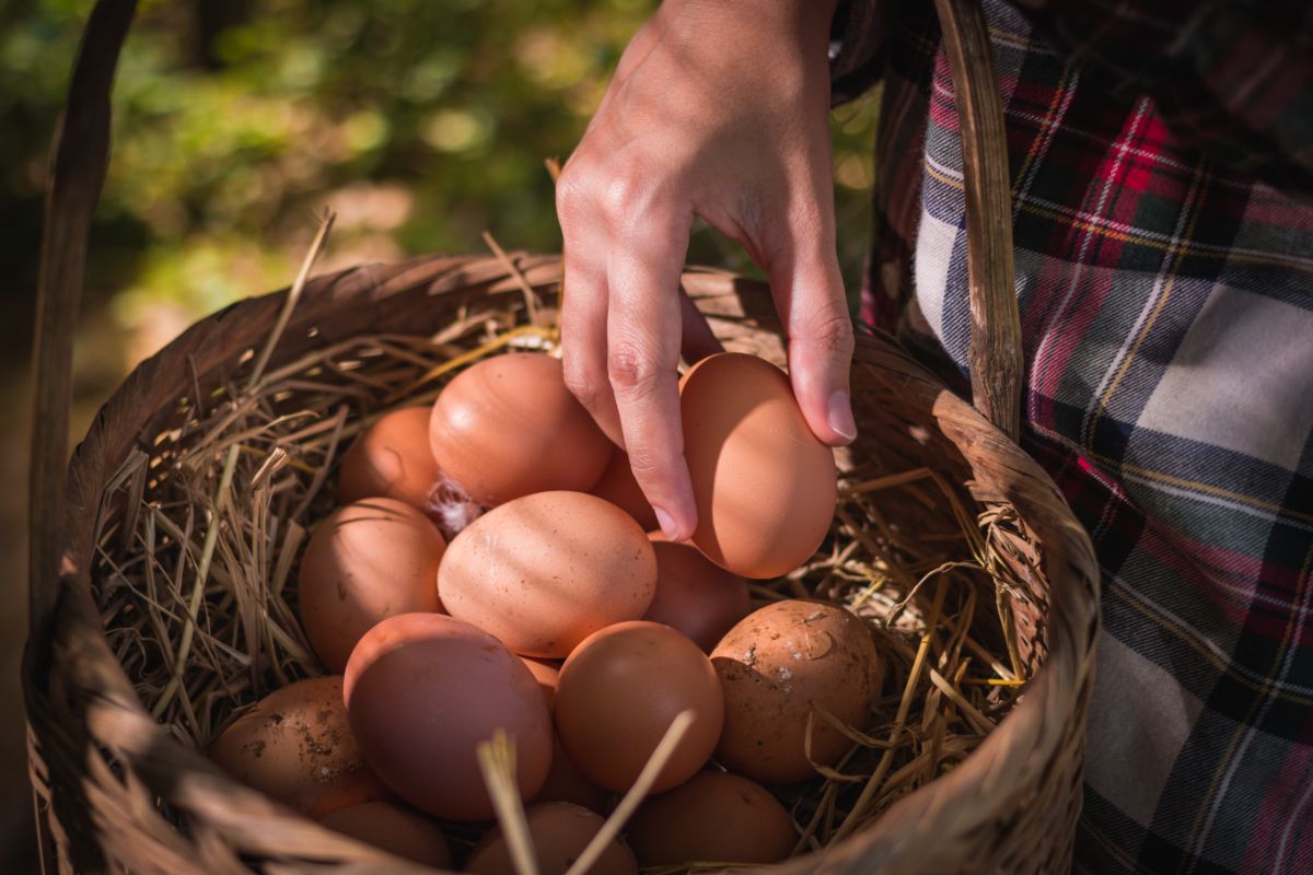 Hand touching chicken egg in a basket.