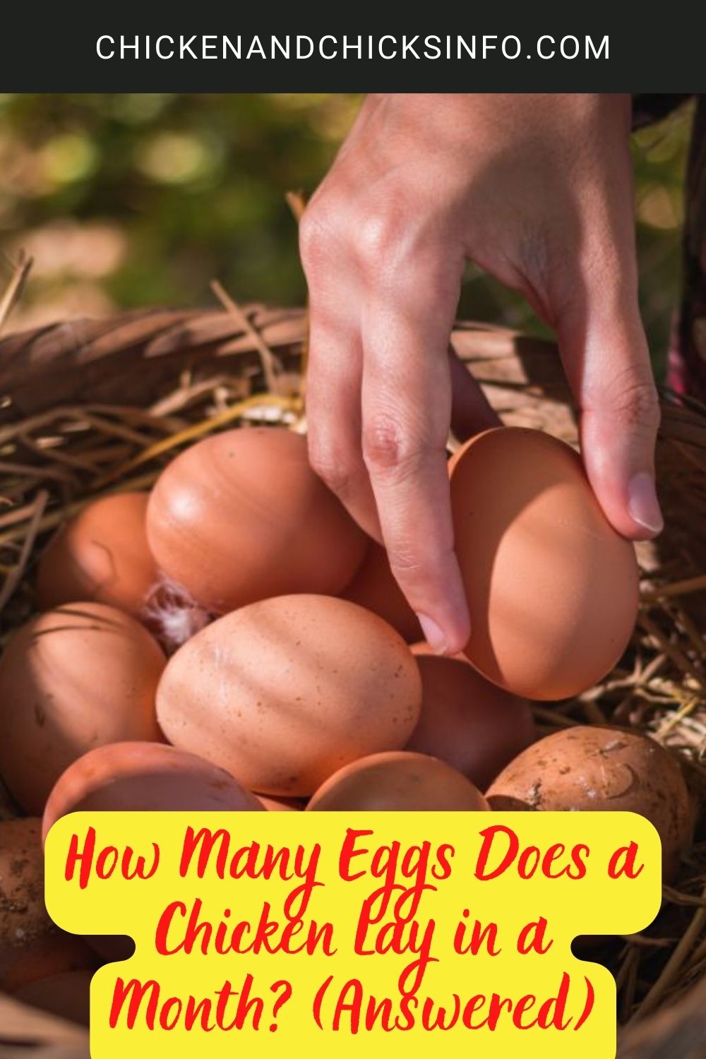 How Many Eggs Does a Chicken Lay in a Month? (Answered) poster.