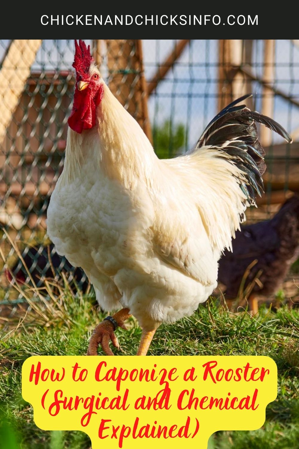 How to Caponize a Rooster (Surgical and Chemical Explained) poster.
