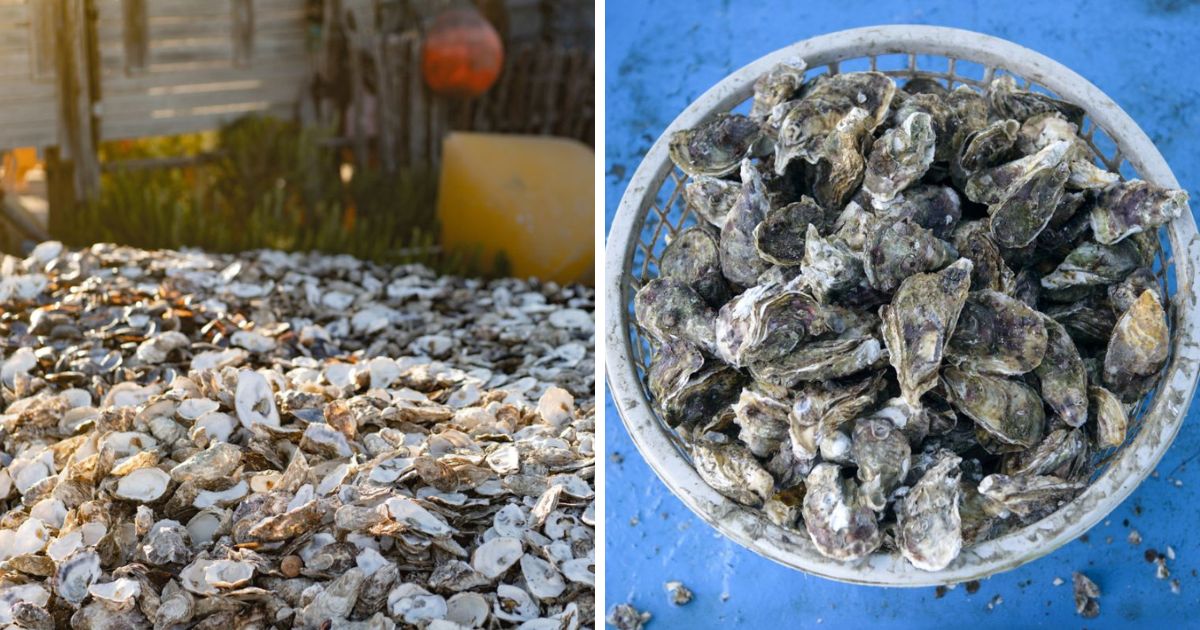 water-bottle-oyster-shell-feeder-chicken-diy-chicken-ideas-chicken