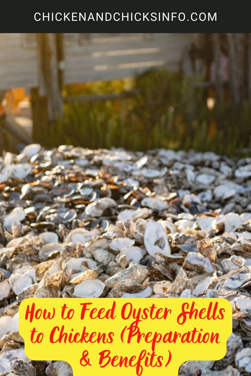How to Feed Oyster Shells to Chickens (Preparation & Benefits) poster.
