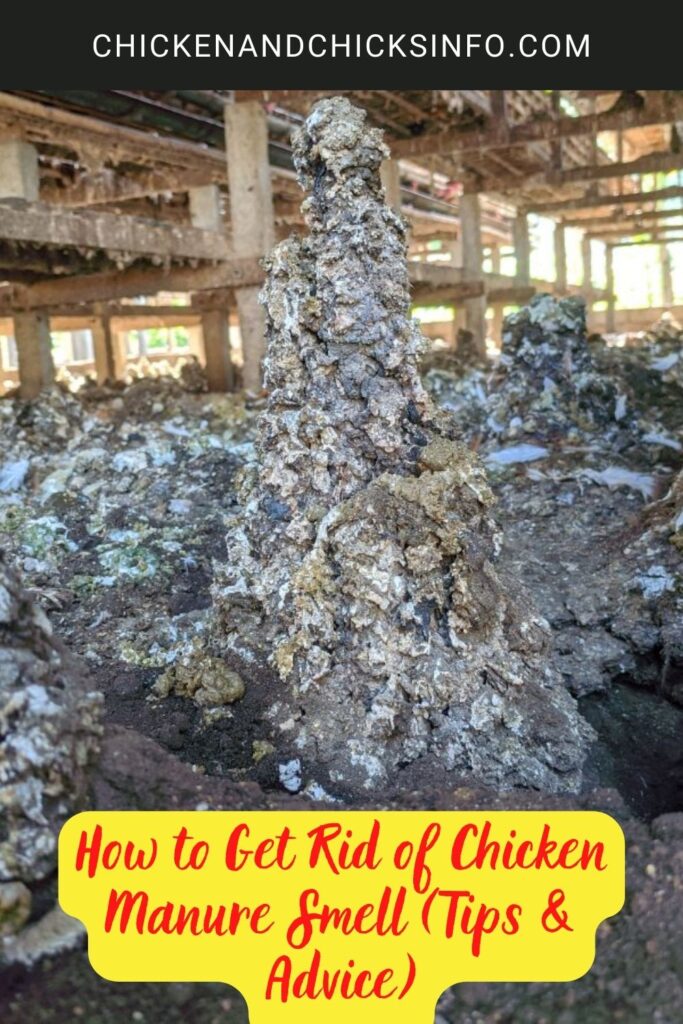 How to Get Rid of Chicken Manure Smell (Tips & Advice) Chicken