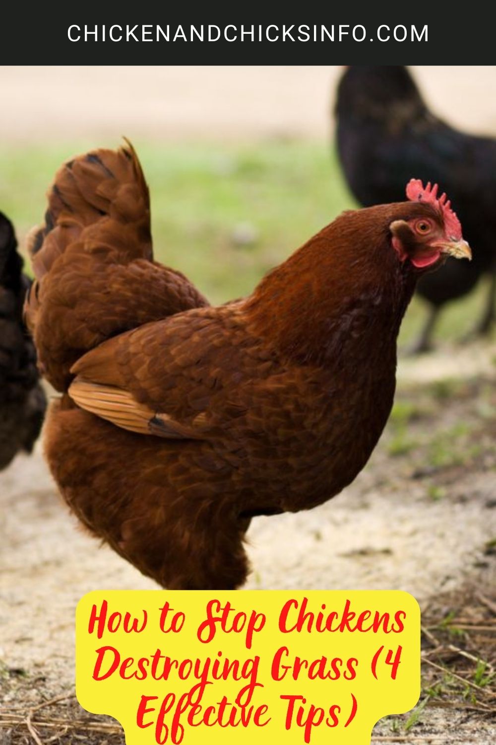How to Stop Chickens Destroying Grass (4 Effective Tips) poster.
