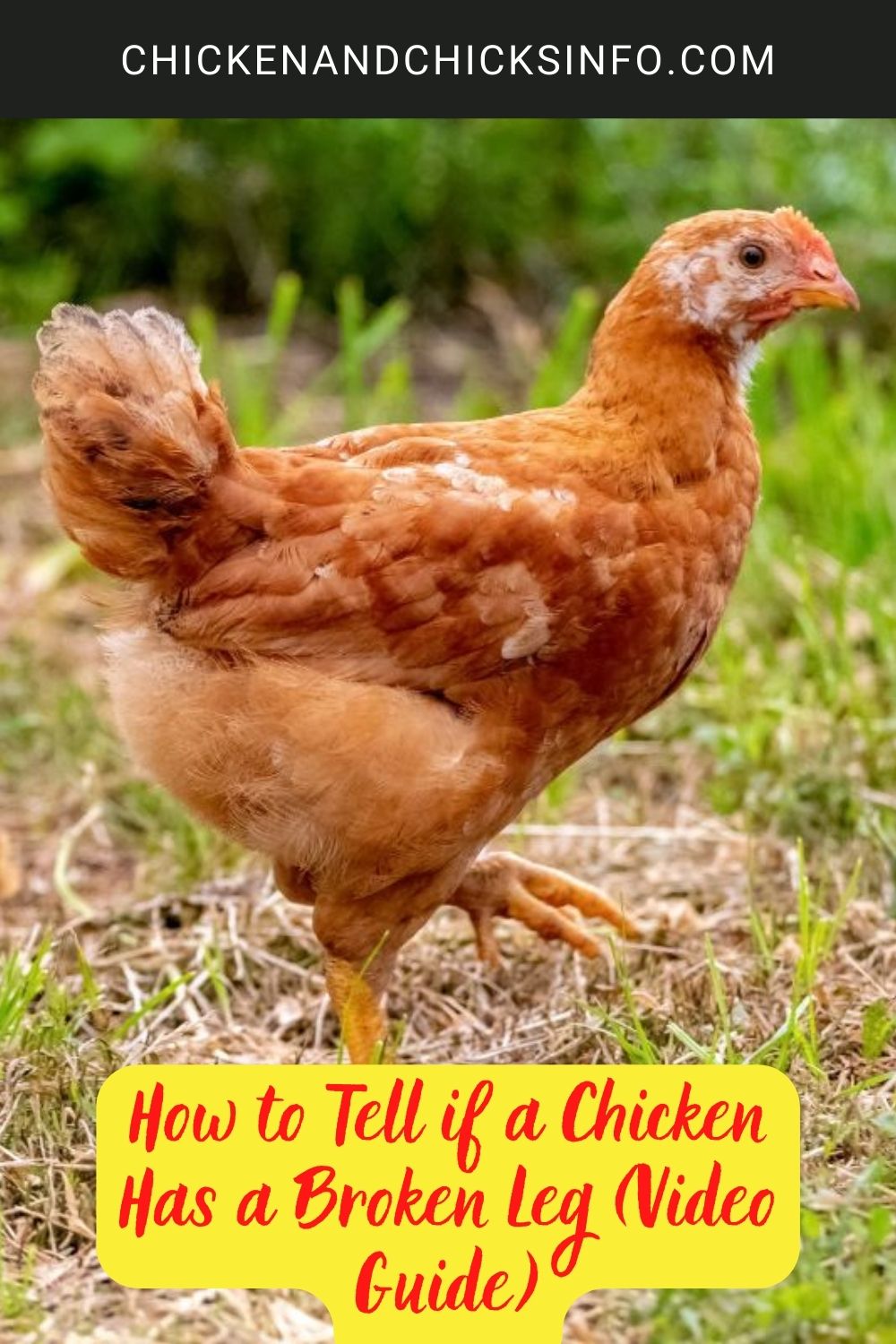 How to Tell if a Chicken Has a Broken Leg (Video Guide) poster.
