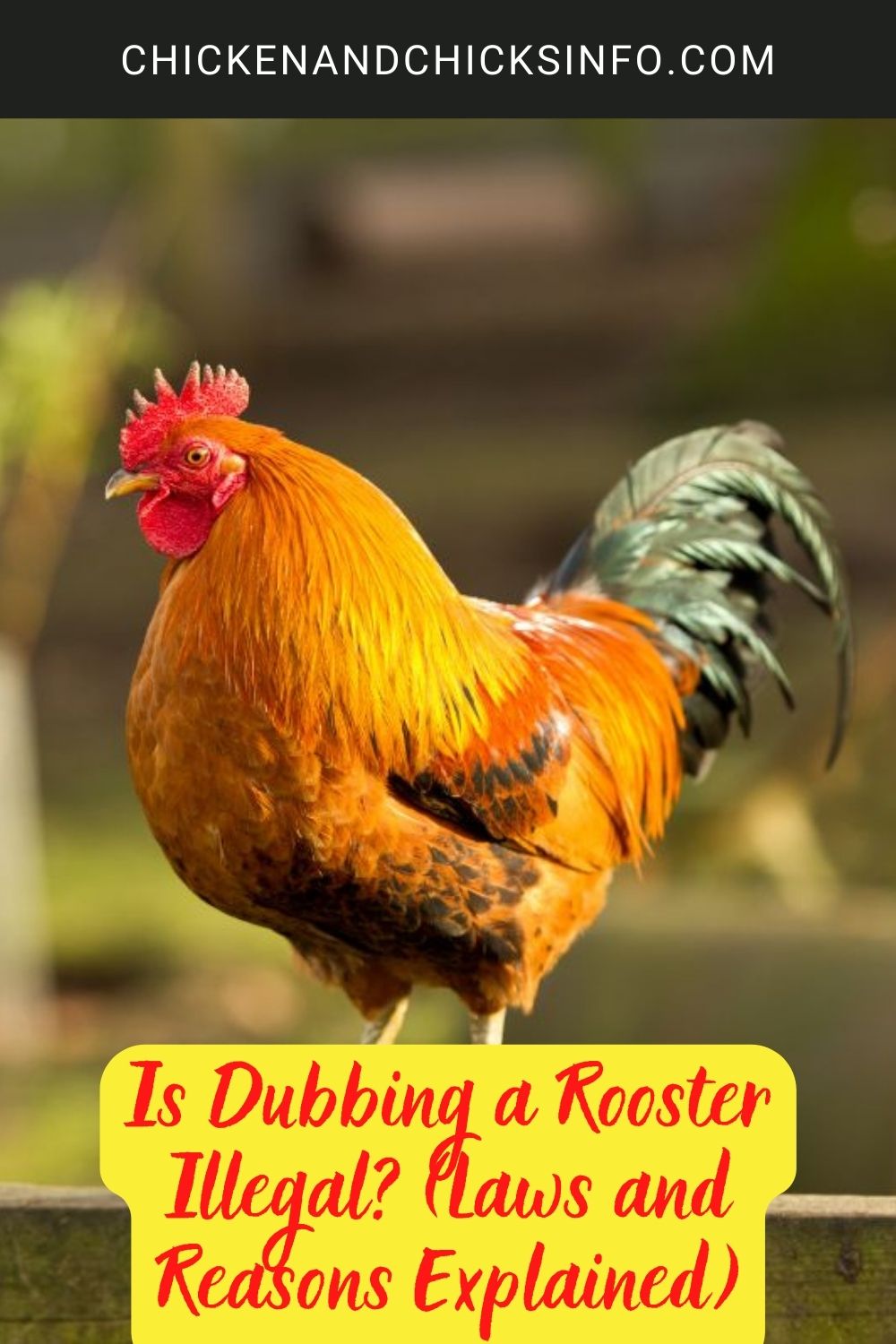 Is Dubbing a Rooster Illegal? (Laws and Reasons Explained) poster.
