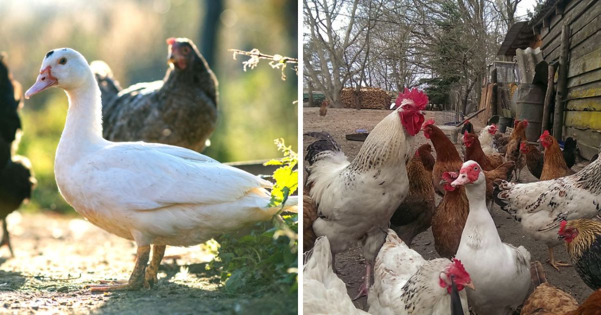 Keeping 1 Duck With Chickens What to Expect! Chicken & Chicks Info