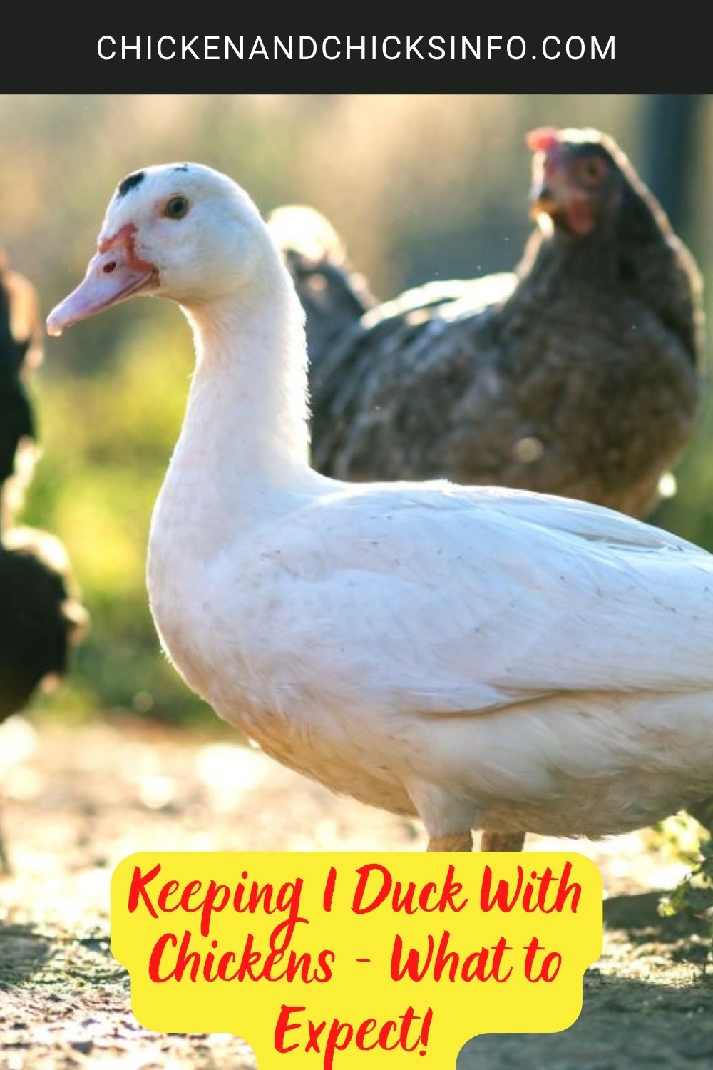Keeping 1 Duck With Chickens - What to Expect! poster.
