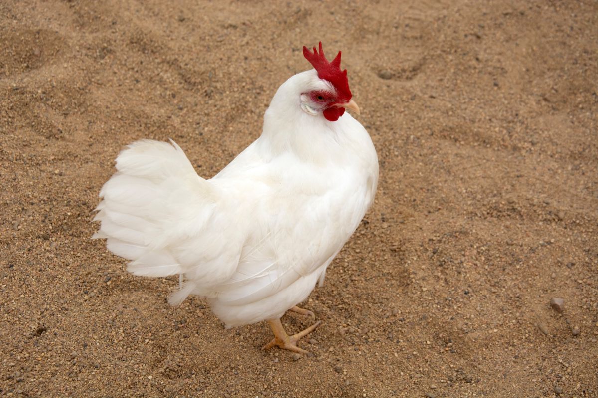 White leghorn chicken standing in sand.