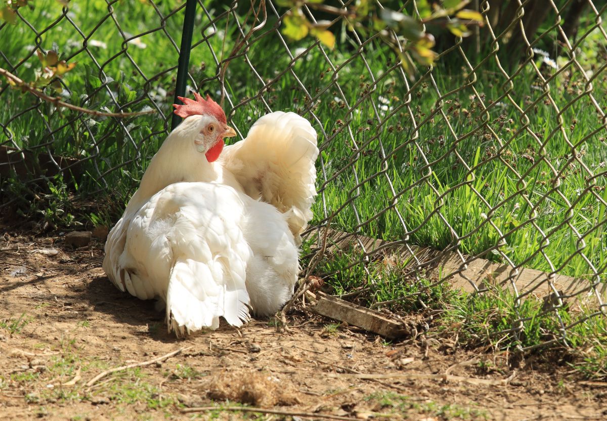 White leghorn chicken resting near a fence.