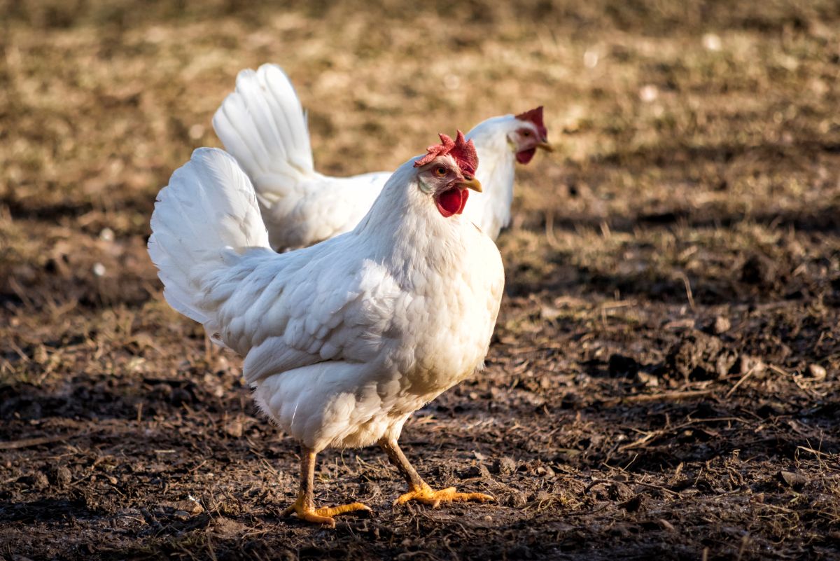 Two white leghorn chickens.