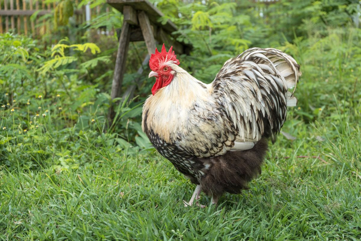 Big white-gray rooster standing on green grass.