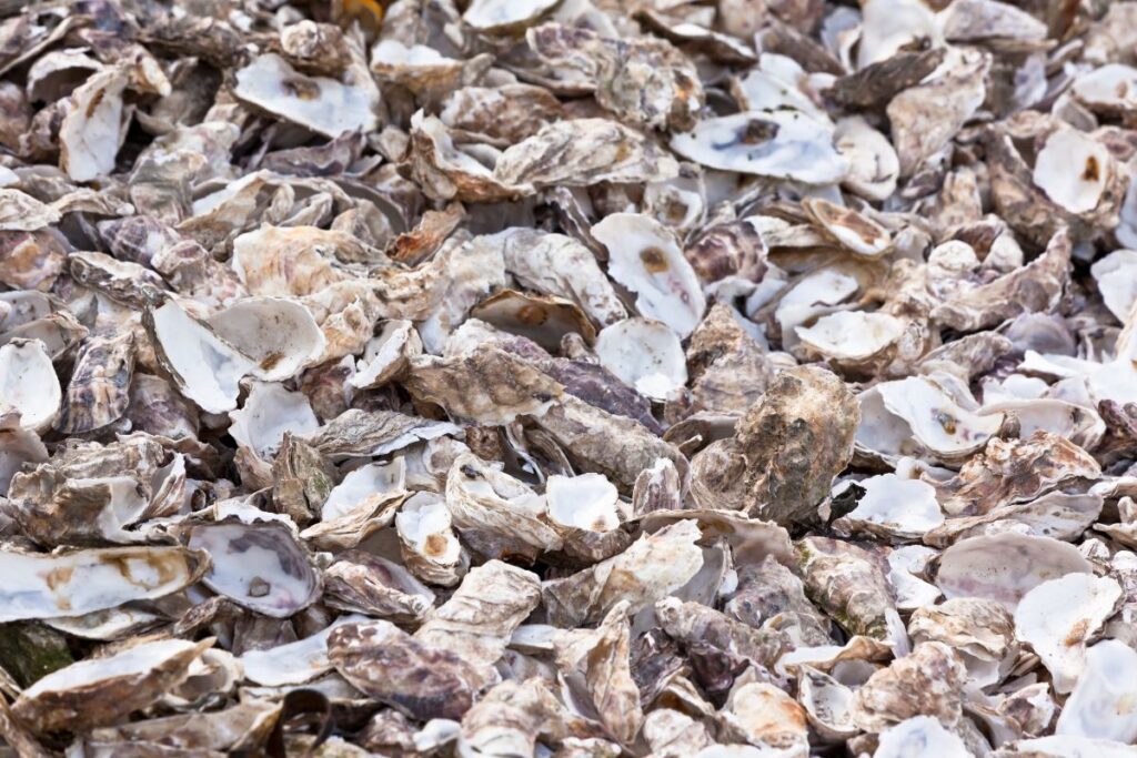 How To Feed Oyster Shells To Chickens Preparation And Benefits Chicken And Chicks Info 5290