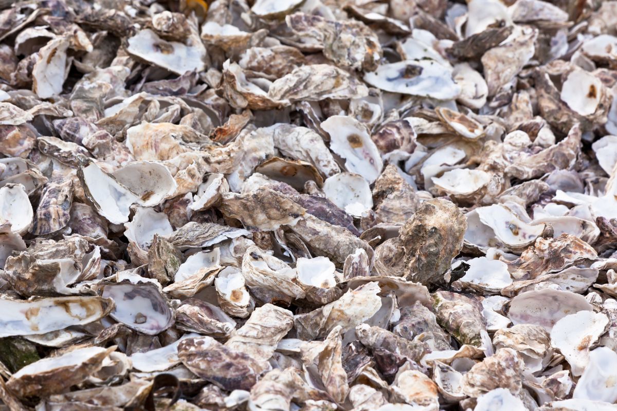 A big amount of oyster shells.