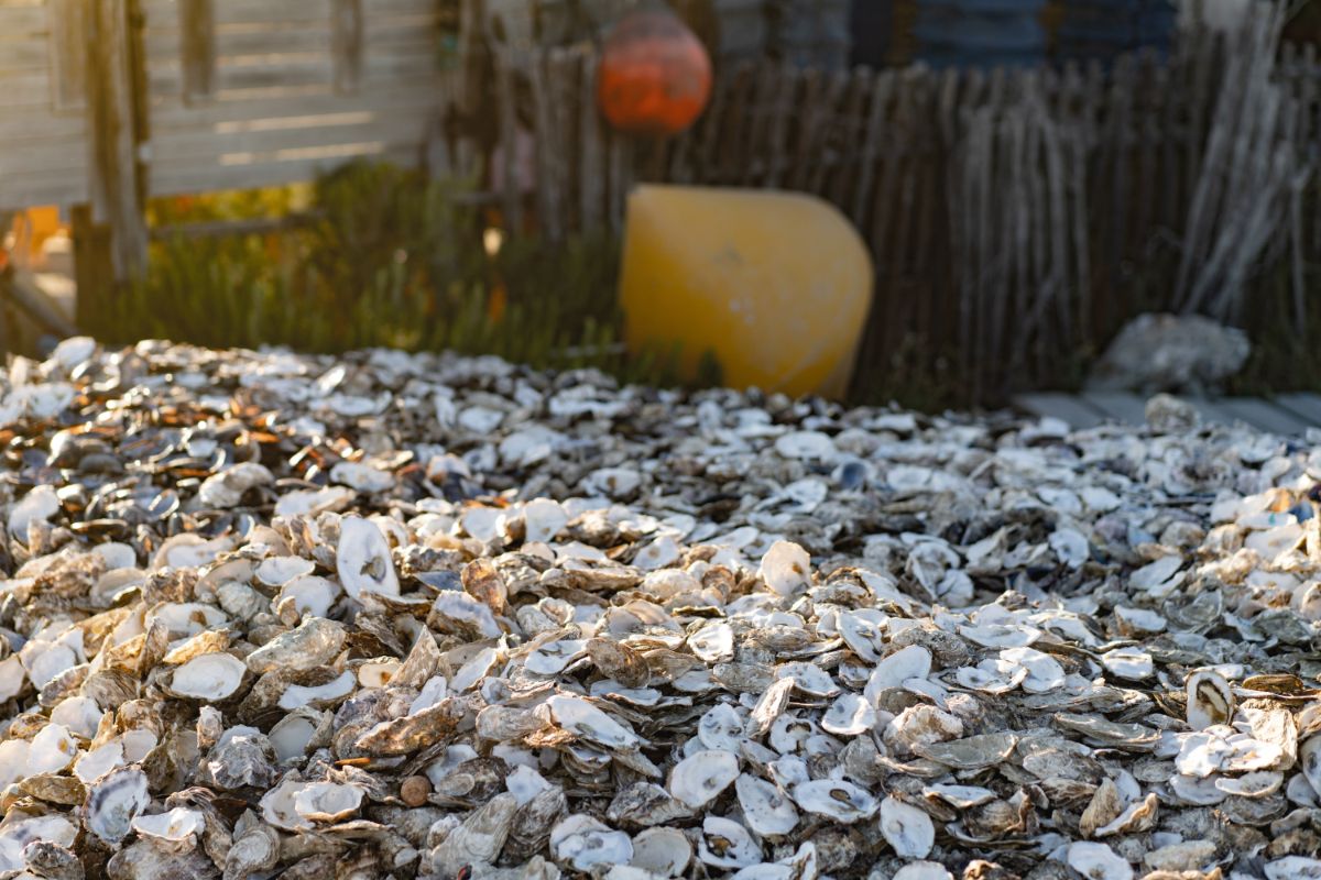 A big pile of oyster shells.