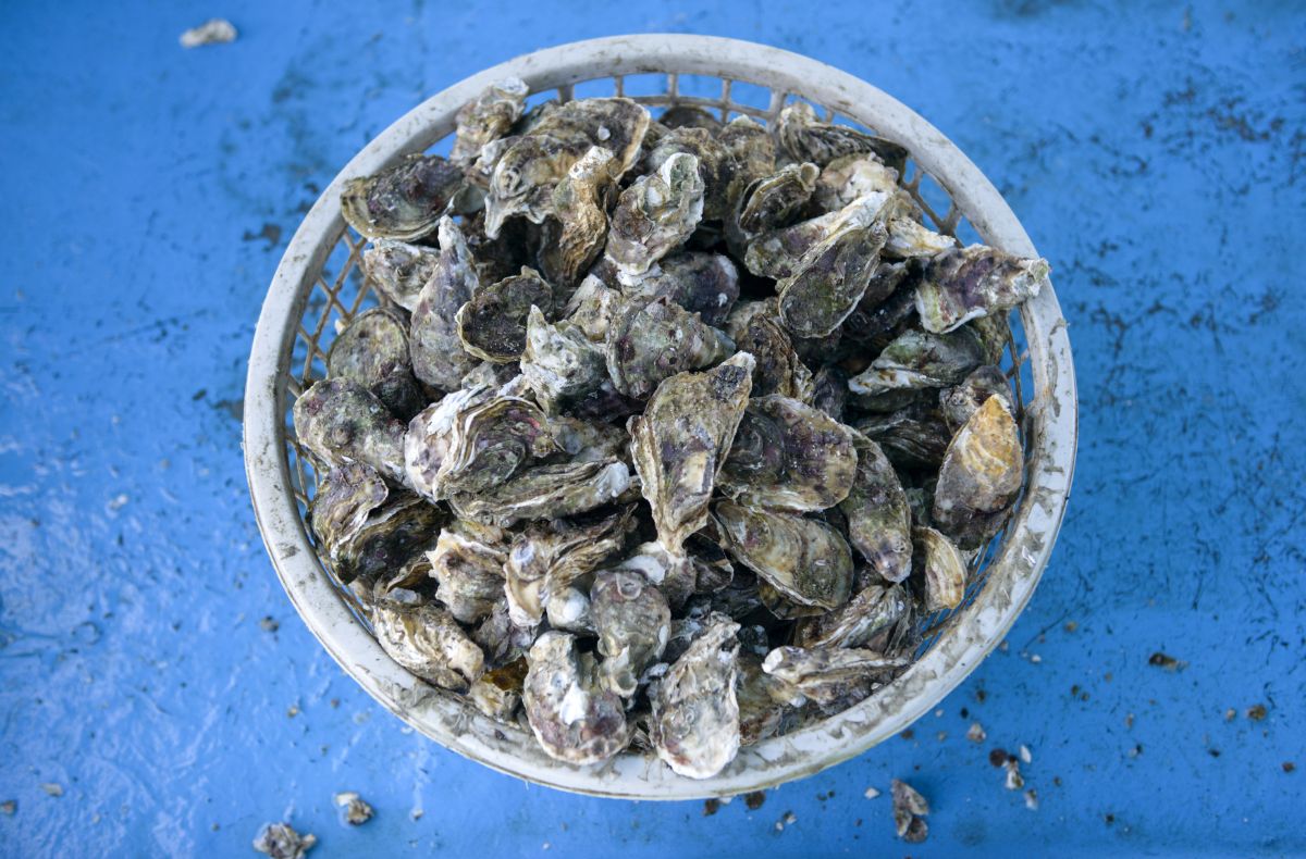 A basket full of oyster shells.