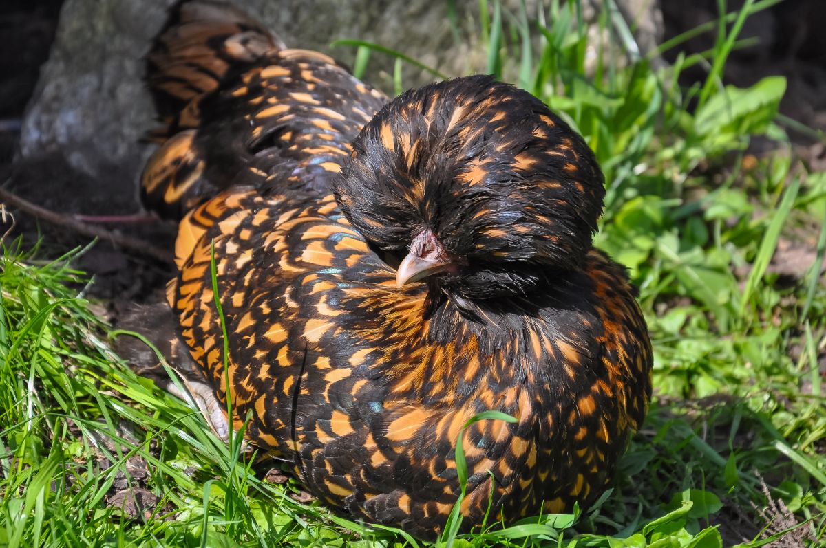 Golden-brown polish chicken laying an egg.
