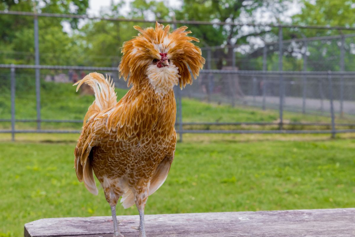 Brown polish chicken standing on a wooden board.