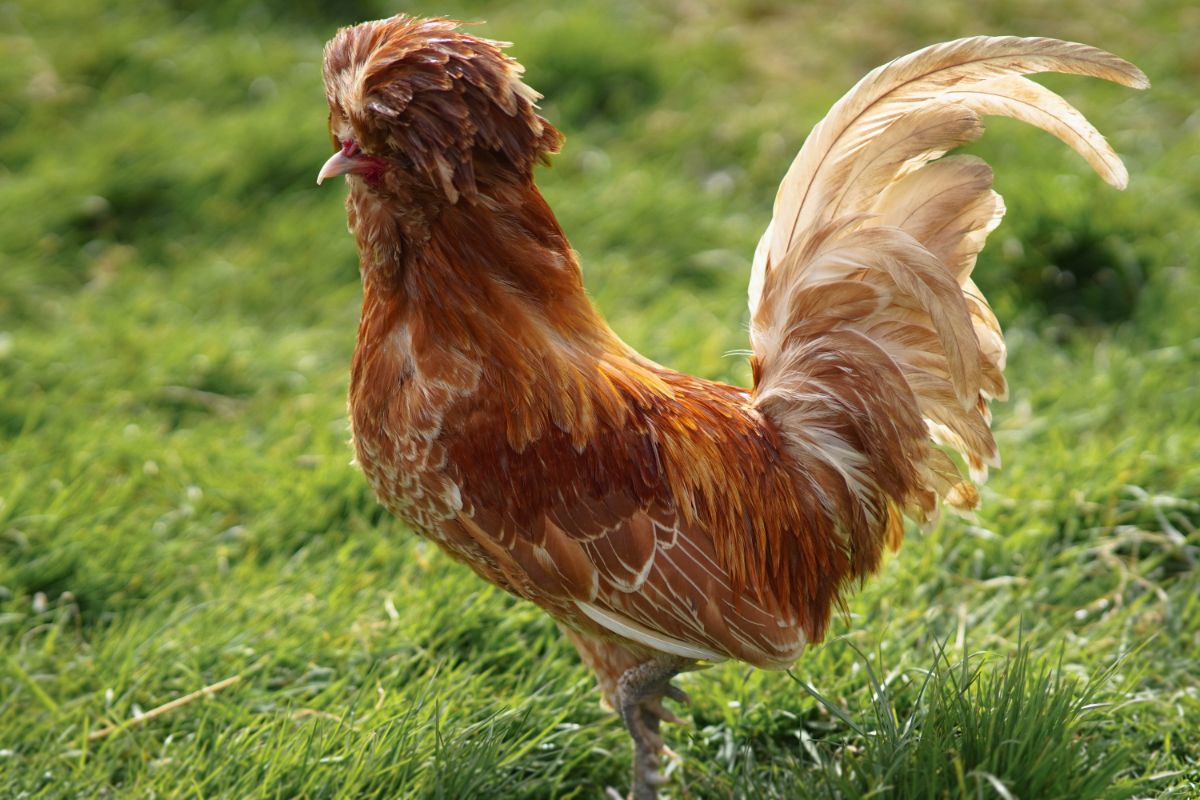 Big brown polish rooster standing on a pasture.