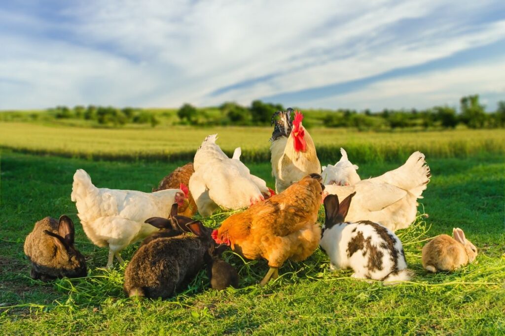 Can Rabbits Get Coccidiosis From Chickens? (Risks Explained) Chicken