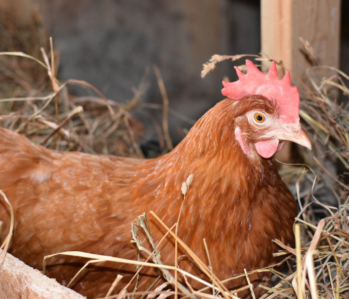 Red cornish chicken lying in a nest.