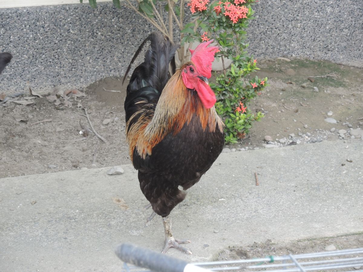 Colorful rooster walking in a backyard.