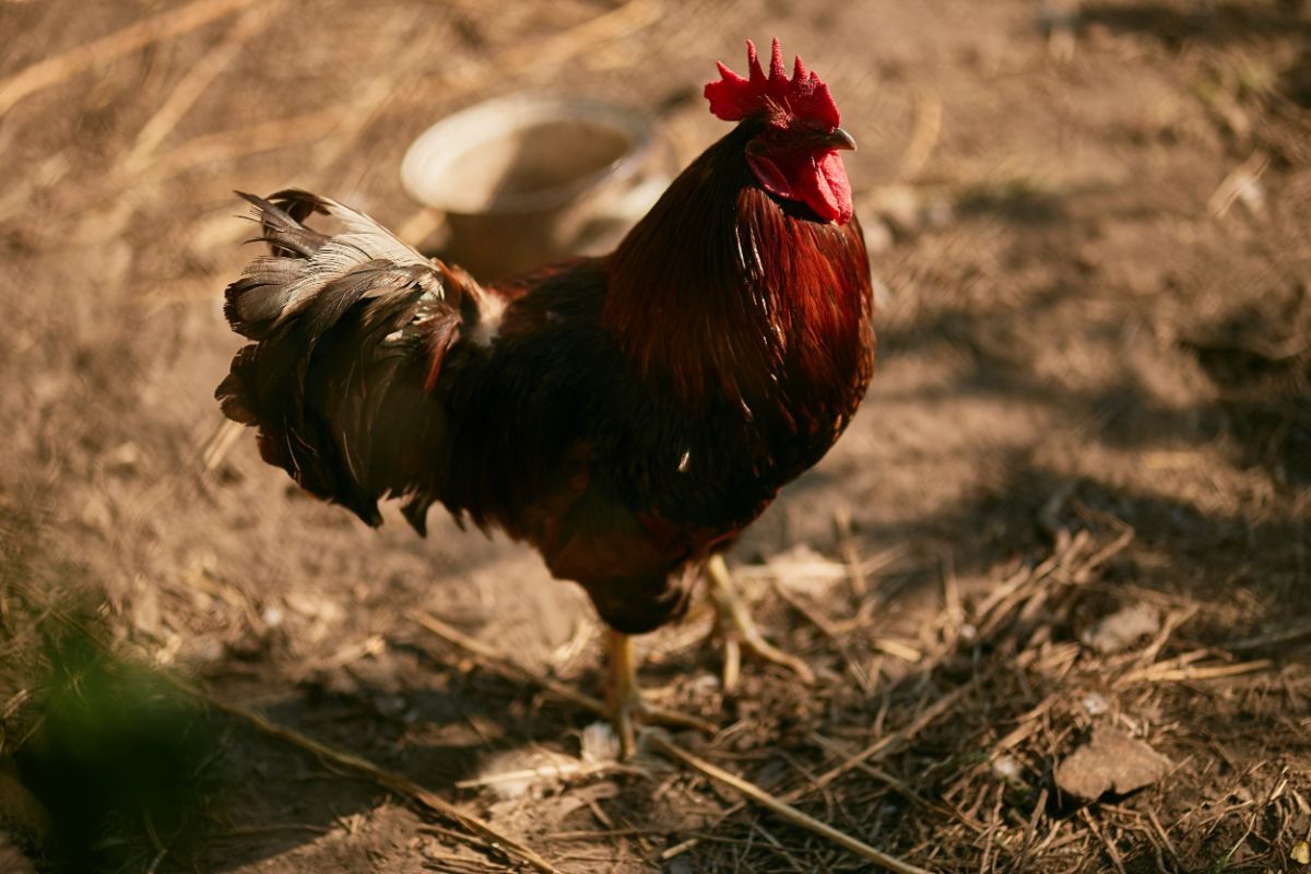 Colorful big rooster standing in a backyard.