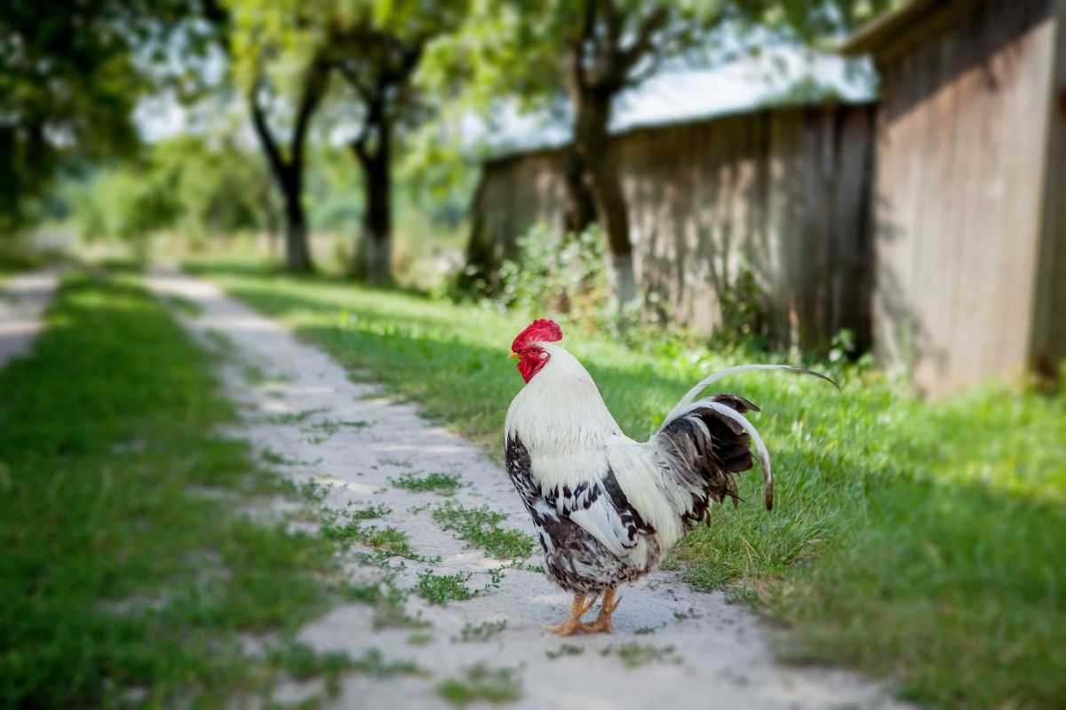 White-black rooster standing on a backyard road.