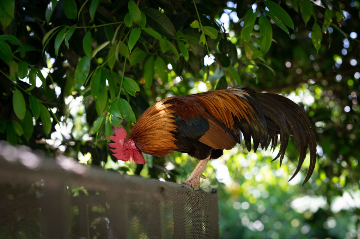 Colorful rooster standing on a fence under a tree.