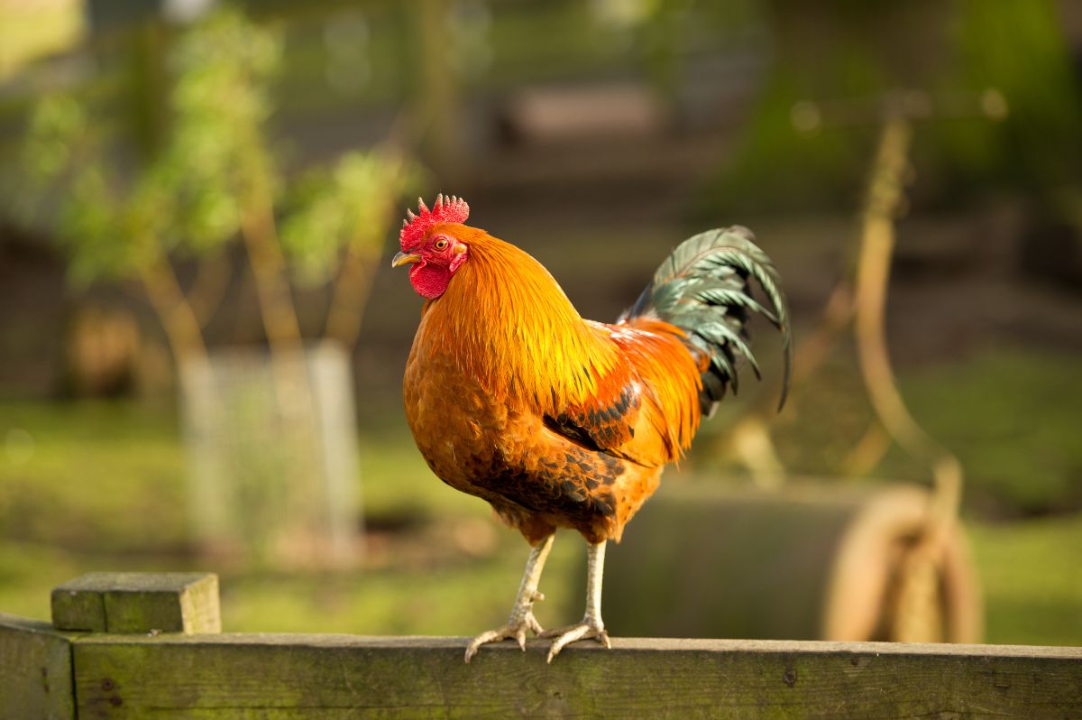 Beautiful colorful rooster standing on a wooden fence.