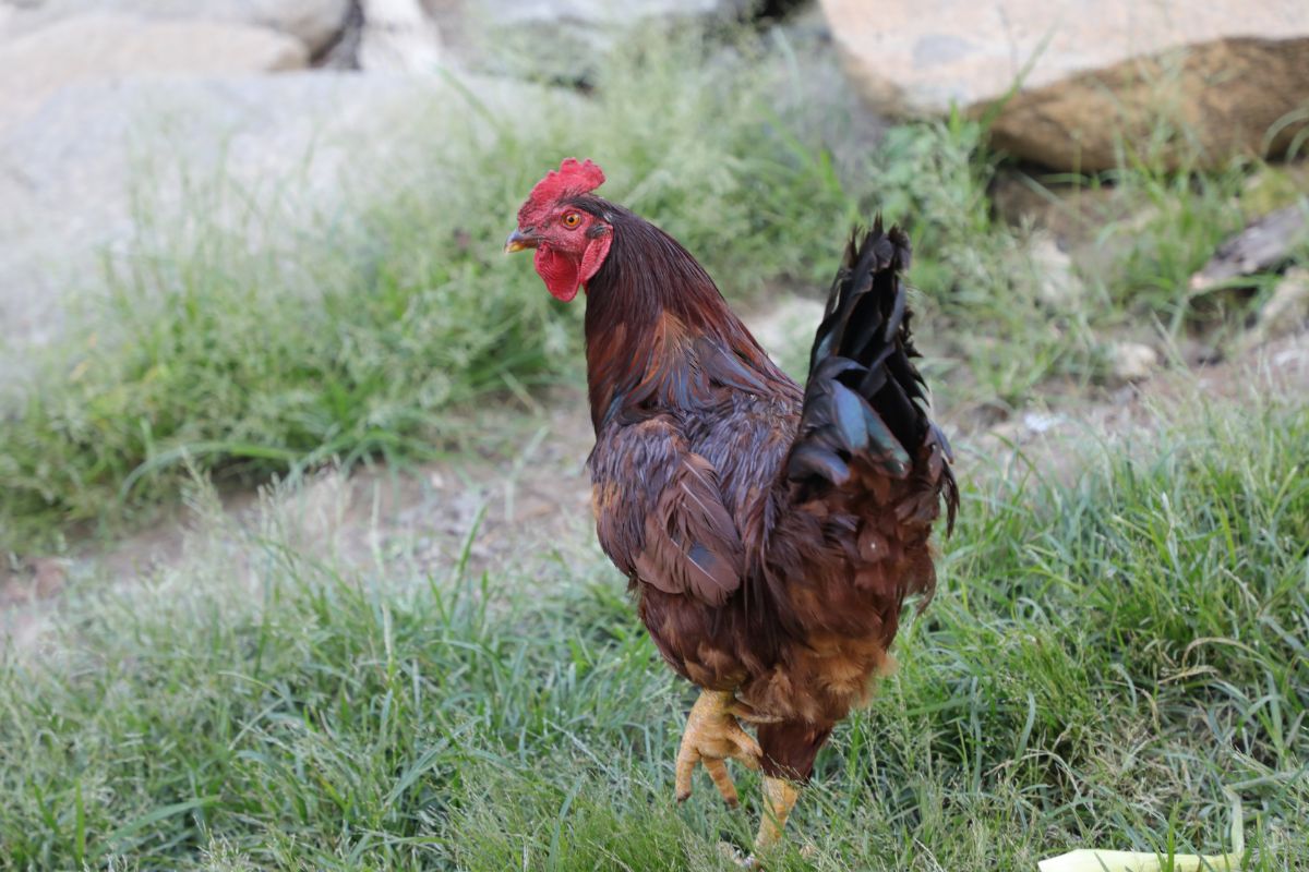 Colorful rooster limping.