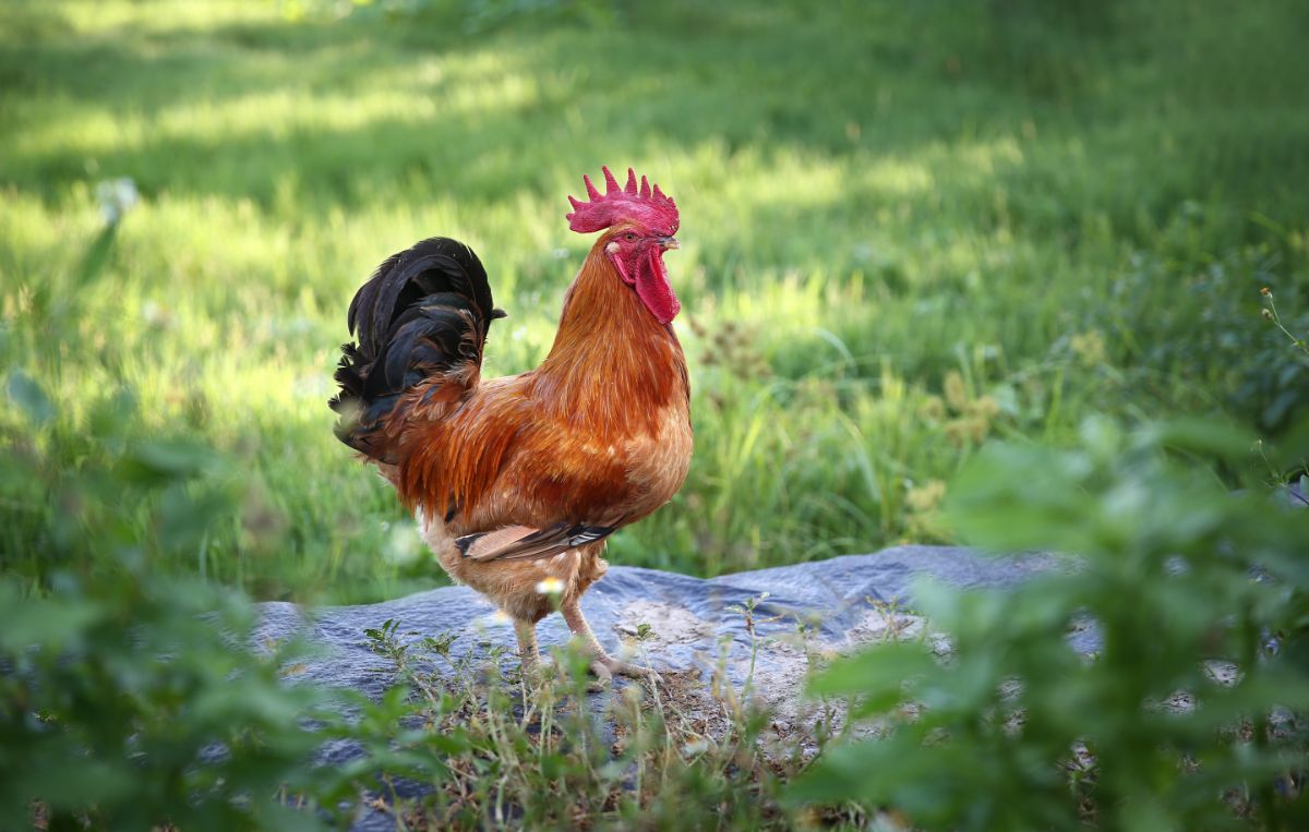 Colorful rooster standing on a rock near a pasture.