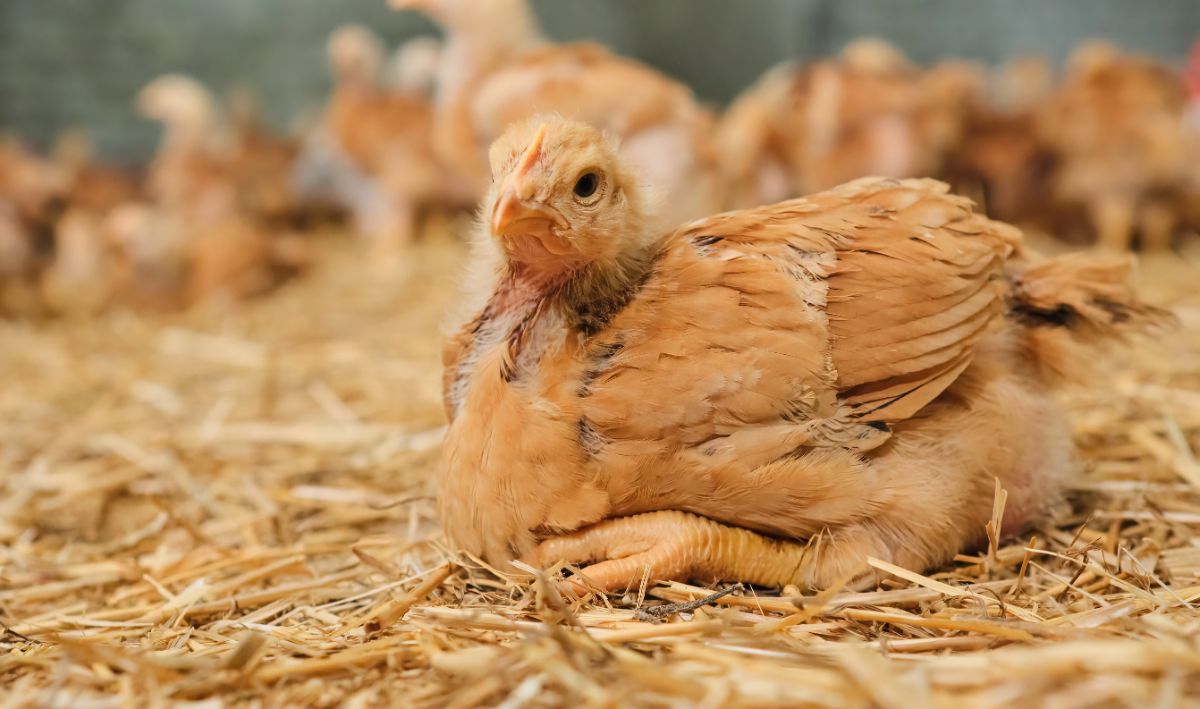 Young chicken laying on a straw bedding.