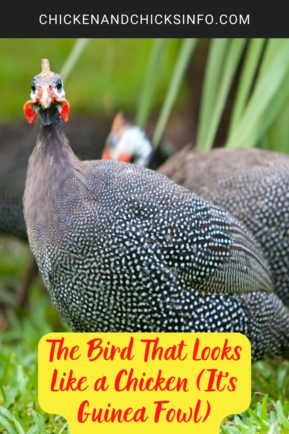 The Bird That Looks Like a Chicken (It's Guinea Fowl) poster.
