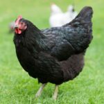 Asian black chicken standing on a green meadow.
