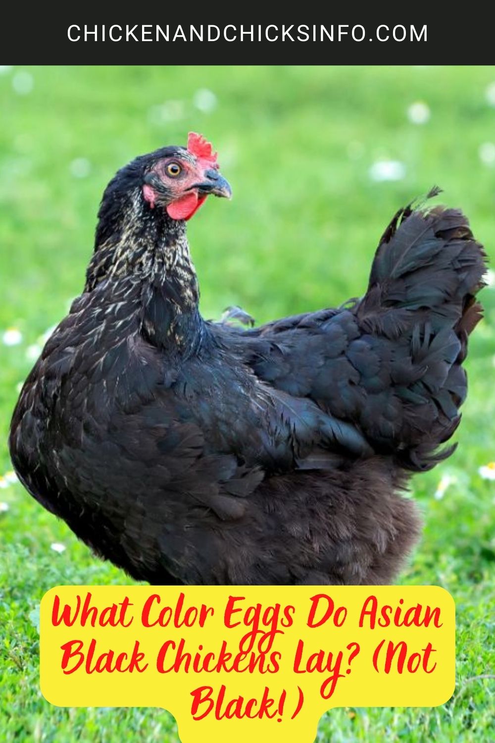 What Color Eggs Do Asian Black Chickens Lay? (Not Black!) poster.
