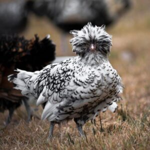 Gray-white polish chicken standing on a meadow.