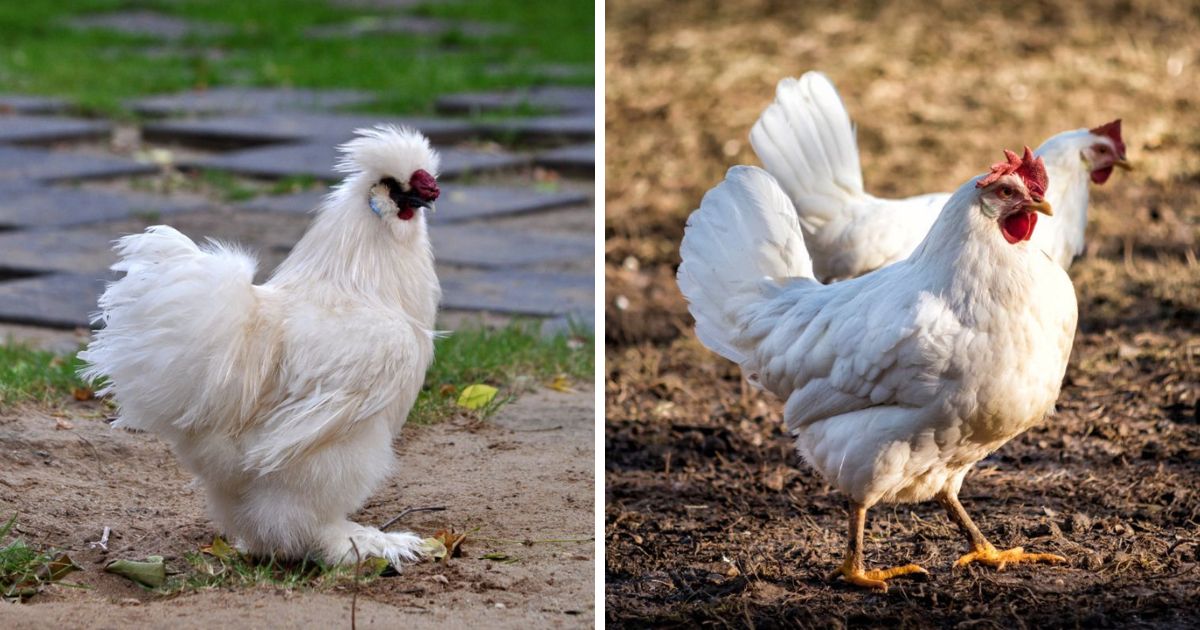 What Color Eggs Do White Chickens Lay? (Not Only White Eggs!) Chicken