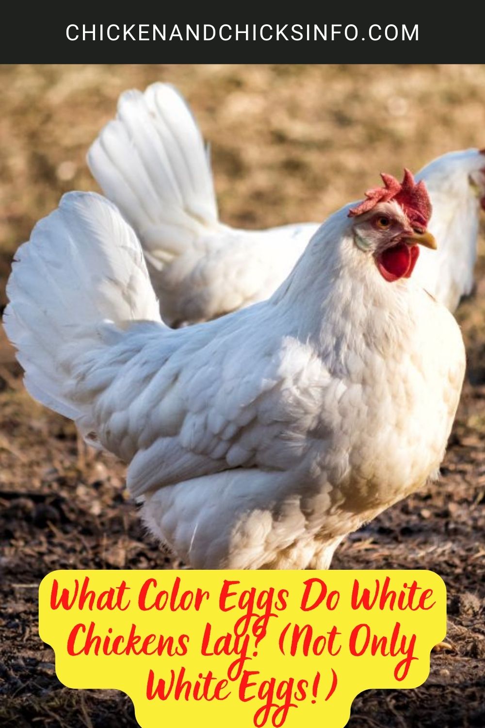 What Color Eggs Do White Chickens Lay? (Not Only White Eggs!) poster.

