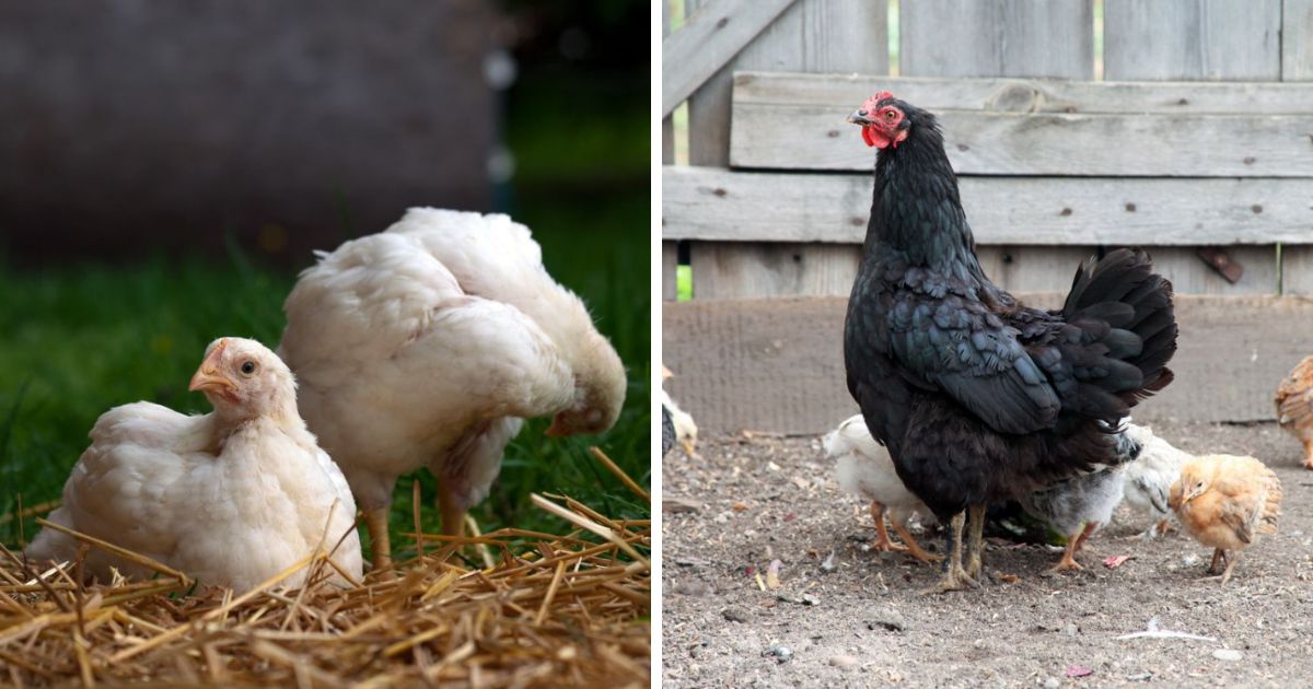 Where Do Cornish Hens Come From? (History Explained) Chicken & Chicks