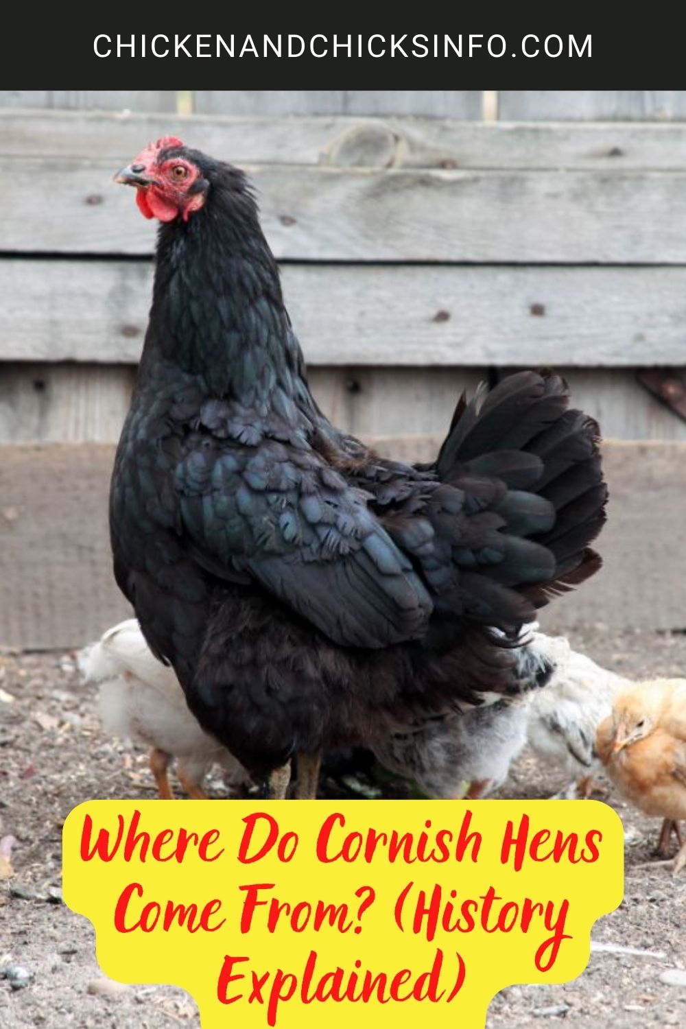Where Do Cornish Hens Come From? (History Explained) poster.
