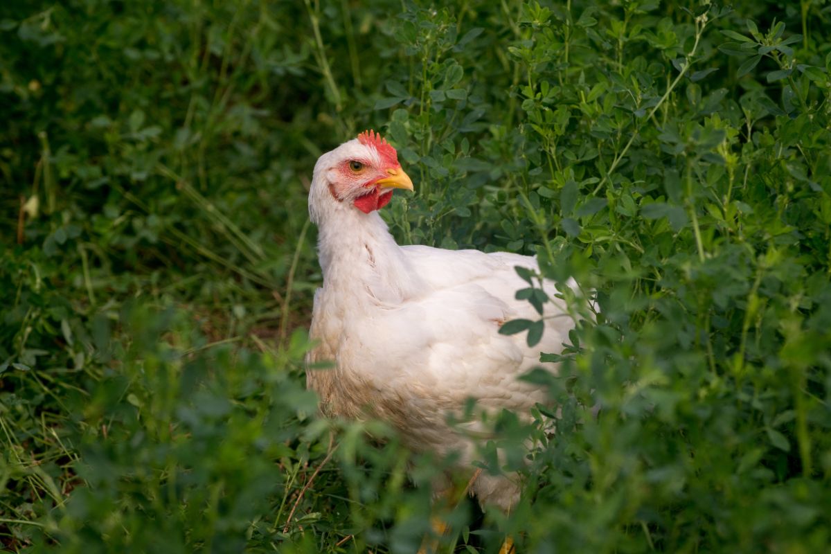 White cornish chicken on a pasture.