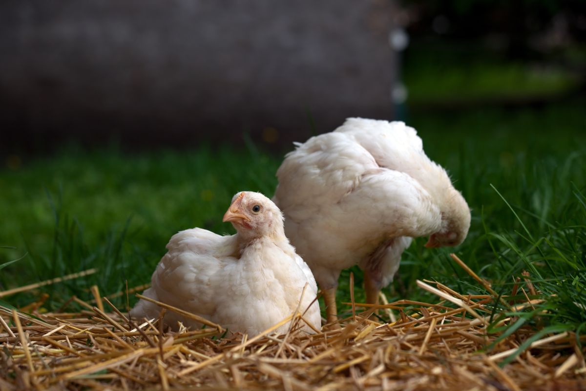 Two young white cornish chickens.