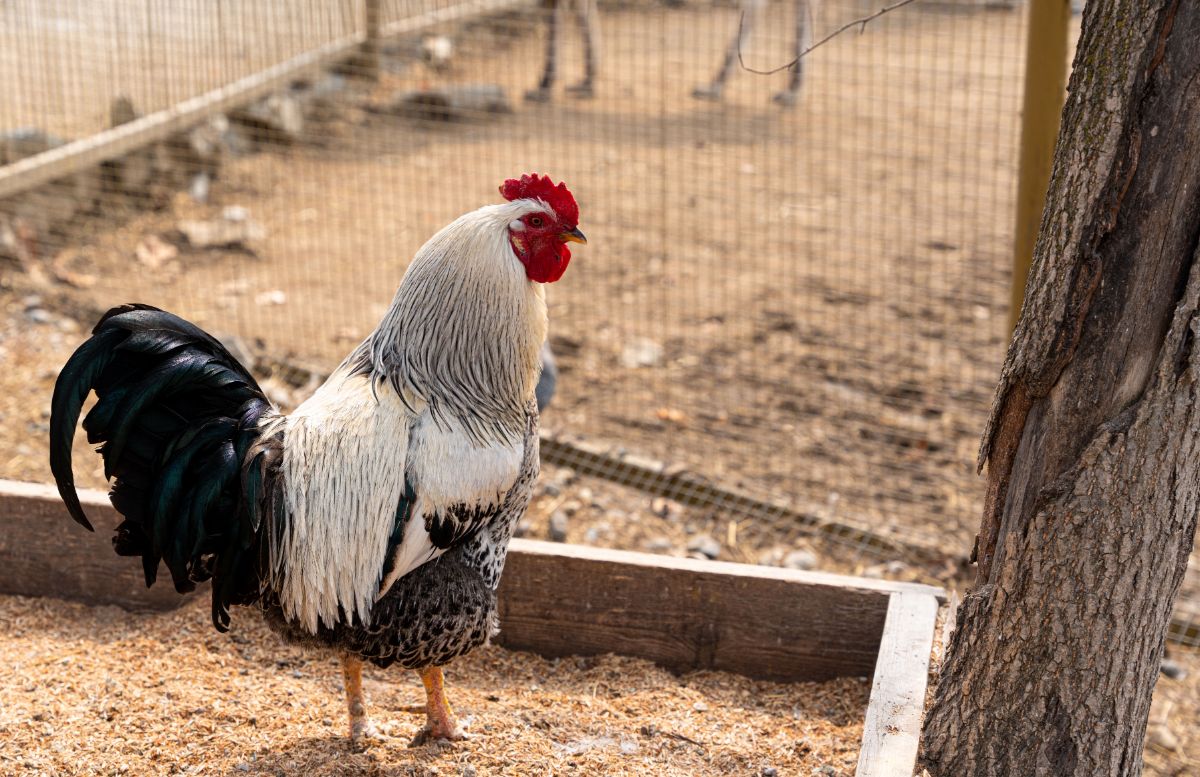 Big white-gray rooster standing in a backyard.