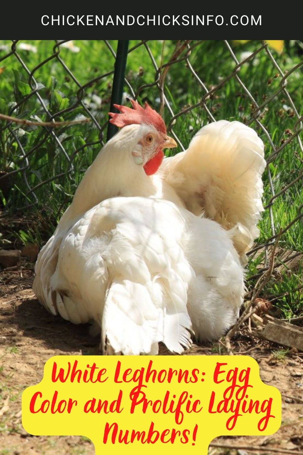 White Leghorns: Egg Color and Prolific Laying Numbers! poster.
