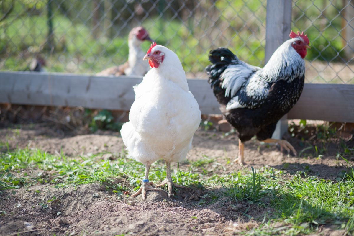 White rock chicken standing next to a rooster in a backyard.